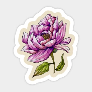 Peony Flower Sticker